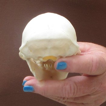 4-1/4" Male African Vervet Monkey Skull  (CITES P-000044854)