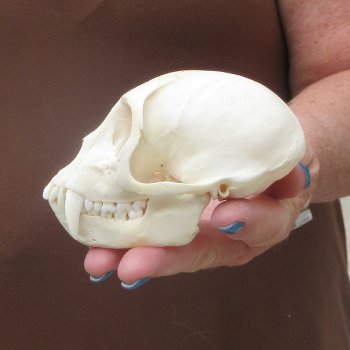 4-1/4" Male African Vervet Monkey Skull  (CITES P-000044854)