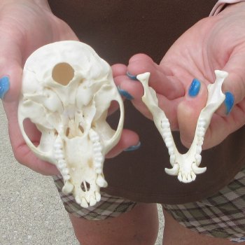 4-1/4" Male African Vervet Monkey Skull  (CITES P-000044854)