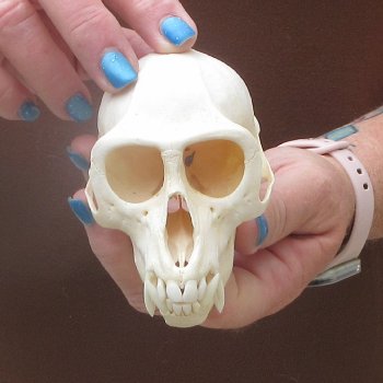 4-1/4" A-Grade Male African Vervet Monkey Skull  (CITES P-000044854)