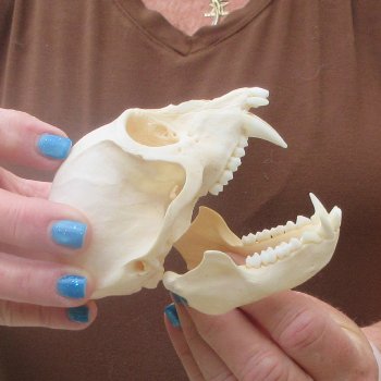 4-1/4" A-Grade Male African Vervet Monkey Skull  (CITES P-000044854)