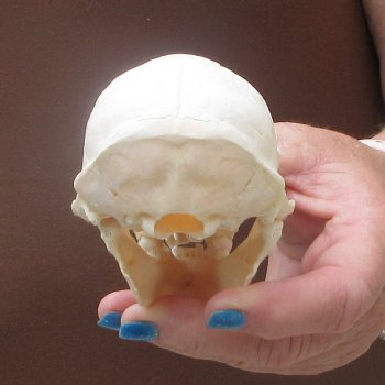 4-1/4" A-Grade Male African Vervet Monkey Skull  (CITES P-000044854)