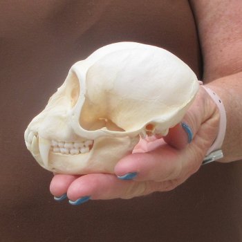 4-1/4" A-Grade Male African Vervet Monkey Skull  (CITES P-000044854)