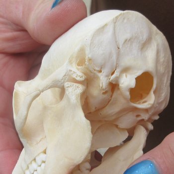 4-1/4" A-Grade Male African Vervet Monkey Skull  (CITES P-000044854)