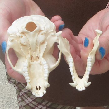4-1/4" A-Grade Male African Vervet Monkey Skull  (CITES P-000044854)