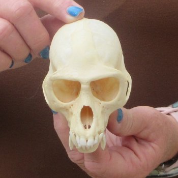 4-1/4" A-Grade Male African Vervet Monkey Skull  (CITES P-000044854)