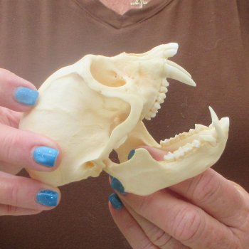 4-1/4" A-Grade Male African Vervet Monkey Skull  (CITES P-000044854)