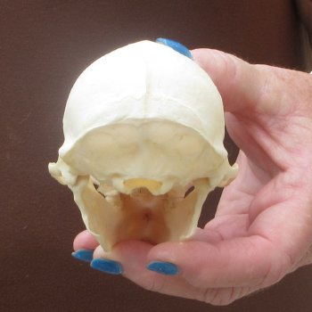 4-1/4" A-Grade Male African Vervet Monkey Skull  (CITES P-000044854)