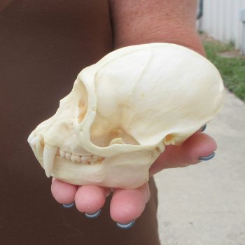 4-1/4" A-Grade Male African Vervet Monkey Skull  (CITES P-000044854)