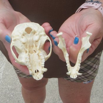 4-1/4" A-Grade Male African Vervet Monkey Skull  (CITES P-000044854)