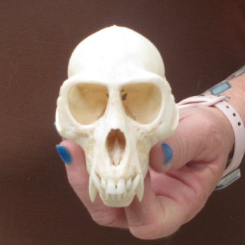 4-1/4" Male African Vervet Monkey Skull  (CITES P-000044854)