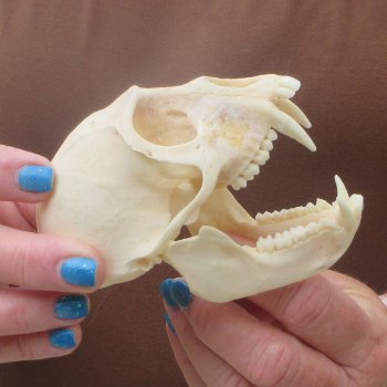 4-1/4" Male African Vervet Monkey Skull  (CITES P-000044854)