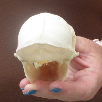 4-1/4" Male African Vervet Monkey Skull  (CITES P-000044854)