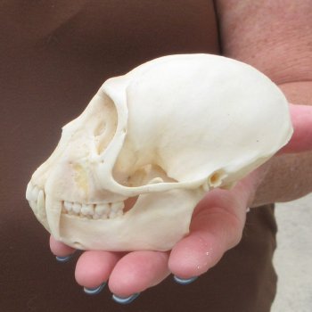 4-1/4" Male African Vervet Monkey Skull  (CITES P-000044854)
