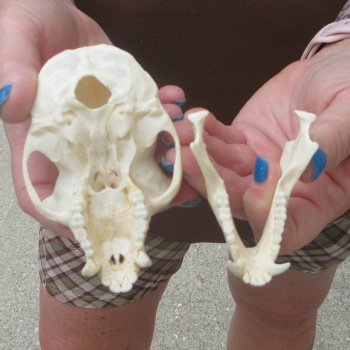 4-1/4" Male African Vervet Monkey Skull  (CITES P-000044854)