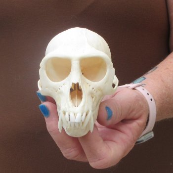 4-1/4" Male African Vervet Monkey Skull  (CITES P-000044854)