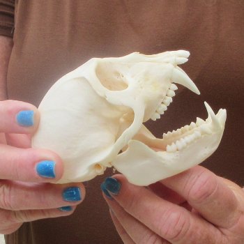 4-1/4" Male African Vervet Monkey Skull  (CITES P-000044854)