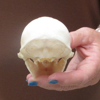 4-1/4" Male African Vervet Monkey Skull  (CITES P-000044854)