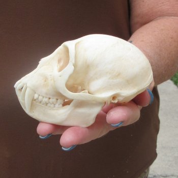 4-1/4" Male African Vervet Monkey Skull  (CITES P-000044854)