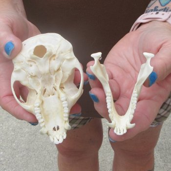 4-1/4" Male African Vervet Monkey Skull  (CITES P-000044854)