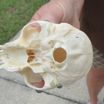 4-1/4" Male African Vervet Monkey Skull  (CITES P-000044854)