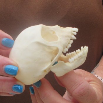 A-Grade 3-1/4" Juvenile African Vervet Monkey Skull (CITES P-000044854