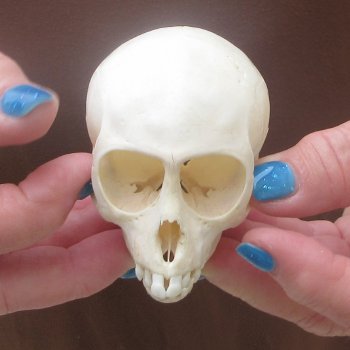 A-Grade 3-1/4" Juvenile African Vervet Monkey Skull (CITES P-000044854