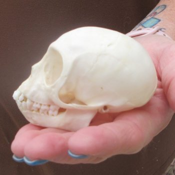 A-Grade 3-1/4" Juvenile African Vervet Monkey Skull (CITES P-000044854
