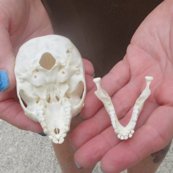 A-Grade 3-1/4" Juvenile African Vervet Monkey Skull (CITES P-000044854