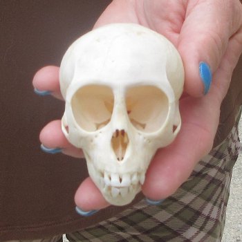 A-Grade 3-1/2" Juvenile African Vervet Monkey Skull (CITES P-000044854