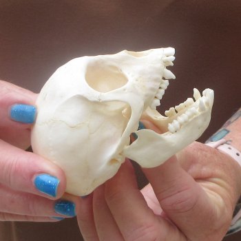 A-Grade 3-1/2" Juvenile African Vervet Monkey Skull (CITES P-000044854