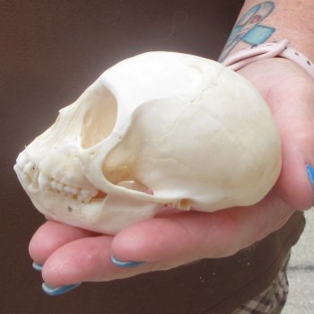A-Grade 3-1/2" Juvenile African Vervet Monkey Skull (CITES P-000044854