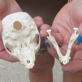 A-Grade 3-1/2" Juvenile African Vervet Monkey Skull (CITES P-000044854