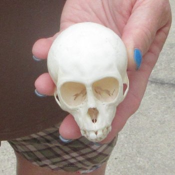A-Grade 3-1/4" Juvenile African Vervet Monkey Skull (CITES P-000044854