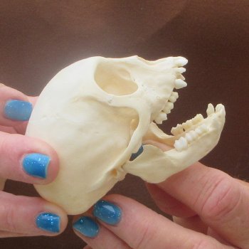 A-Grade 3-1/4" Juvenile African Vervet Monkey Skull (CITES P-000044854