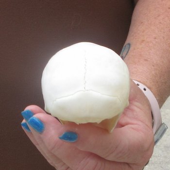 A-Grade 3-1/4" Juvenile African Vervet Monkey Skull (CITES P-000044854