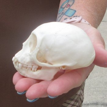 A-Grade 3-1/4" Juvenile African Vervet Monkey Skull (CITES P-000044854