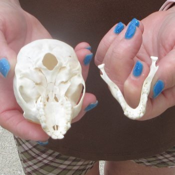 A-Grade 3-1/4" Juvenile African Vervet Monkey Skull (CITES P-000044854
