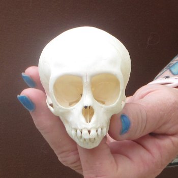 A-Grade 3-1/4" Juvenile African Vervet Monkey Skull (CITES P-000044854)