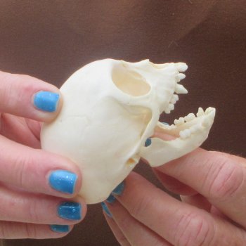 A-Grade 3-1/4" Juvenile African Vervet Monkey Skull (CITES P-000044854)