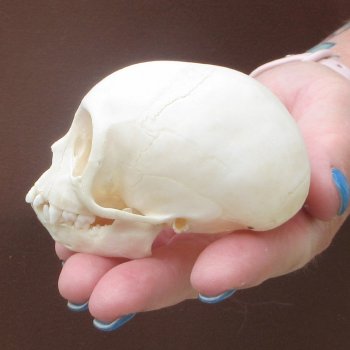 A-Grade 3-1/4" Juvenile African Vervet Monkey Skull (CITES P-000044854)