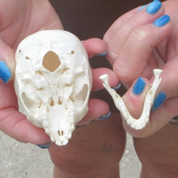 A-Grade 3-1/4" Juvenile African Vervet Monkey Skull (CITES P-000044854)