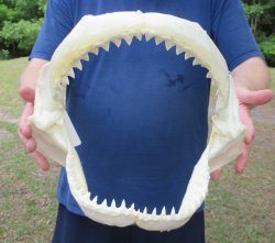13 inch Bull shark ...
