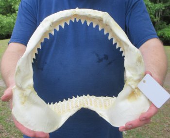 13 inch Bull shark jaw (Carcharhinus leucas) for sale - $175