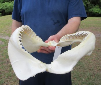 13 inch Bull shark jaw (Carcharhinus leucas) for sale - $175