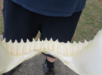 13 inch Bull shark jaw (Carcharhinus leucas) for sale - $175
