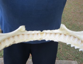 13 inch Bull shark jaw (Carcharhinus leucas) for sale - $175