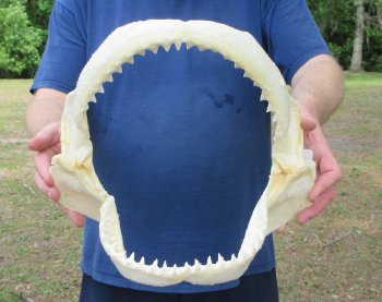 Authentic Wholesale Bull Shark Jaws (Carcharhinus leucas) - $140 each