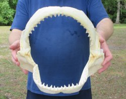 13 inch Bull shark ...