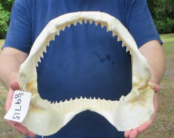 13 inch Bull shark jaw (Carcharhinus leucas) for sale - $175